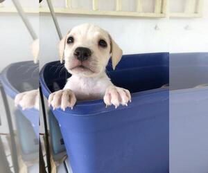 Medium Photo #1 Labrador Retriever-Unknown Mix Puppy For Sale in Jenkintown, PA, USA