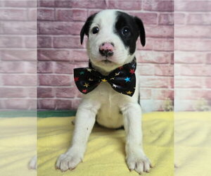 Medium Photo #1 Border Collie-Unknown Mix Puppy For Sale in Lakewood, CO, USA