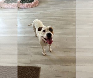 Boxer-Unknown Mix Dogs for adoption in Pompano Beach , FL, USA