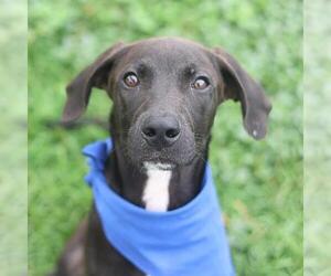 Labrador Retriever-Unknown Mix Dogs for adoption in San Antonio, TX, USA