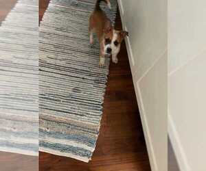 Mutt Dogs for adoption in Calgary, Alberta, Canada