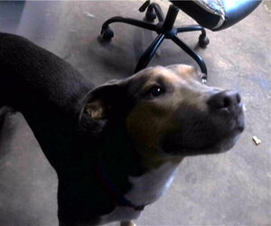 American Staffordshire Terrier Dogs for adoption in Tallahassee, FL, USA