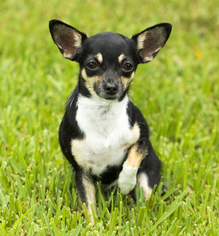 Chihuahua Dogs for adoption in Santa Fe, TX, USA