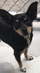 Chipin Dogs for adoption in Kailua Kona , HI, USA