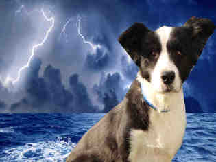 Border Collie Dogs for adoption in Fairfield, CA, USA