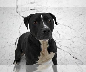 American Pit Bull Terrier-Unknown Mix Dogs for adoption in Decatur, IL, USA