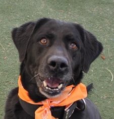 Labrador Retriever Dogs for adoption in Las Vegas, NV, USA