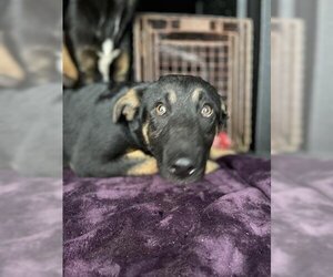 Medium Photo #1 German Shepherd Dog Puppy For Sale in Hanford, CA, USA