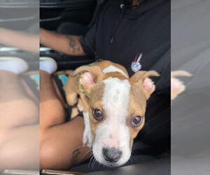 American Bulldog Dogs for adoption in Fort Lauderdale, FL, USA