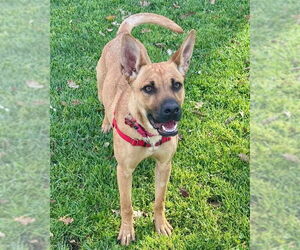 Mutt Dogs for adoption in Petaluma, CA, USA