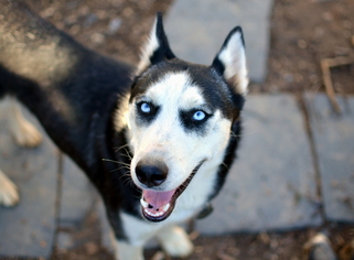 Alaskan Husky-Unknown Mix Dogs for adoption in Silver Spring, MD, USA