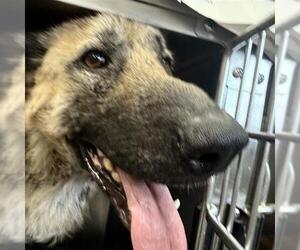 German Shepherd Dog-Unknown Mix Dogs for adoption in San Antonio, TX, USA