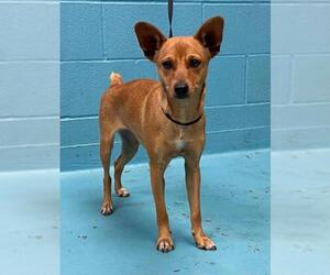 Chipin Dogs for adoption in San Antonio, TX, USA