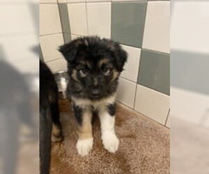 German Shepherd Dog Dogs for adoption in Salinas, CA, USA