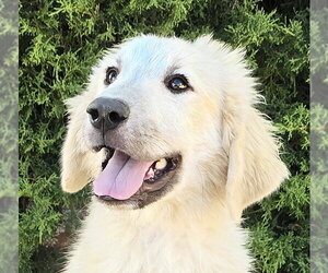 Great Pyrenees Dogs for adoption in Albuquerque, NM, USA