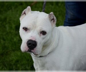American Pit Bull Terrier-Dogo Argentino Mix Dogs for adoption in Anniston, AL, USA