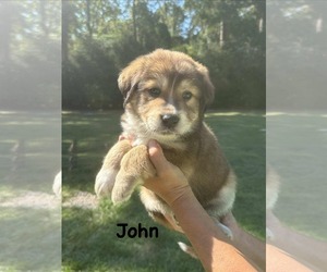 Retriever -Unknown Mix Dogs for adoption in Princeton, MN, USA