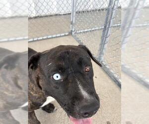 German Shepherd Dog-Unknown Mix Dogs for adoption in Bakersfield, CA, USA