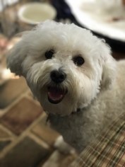 Maltipoo Dogs for adoption in Pawtucket, RI, USA