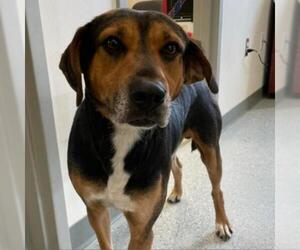 Black and Tan Coonhound-Labrador Retriever-Unknown Mix Dogs for adoption in Galax, VA, USA