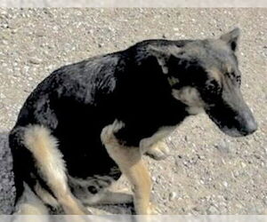 German Shepherd Dog Dogs for adoption in Houston, TX, USA