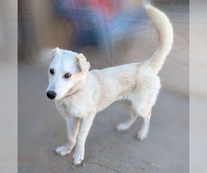 Australian Shepherd-Unknown Mix Dogs for adoption in Pena Blanca, NM, USA