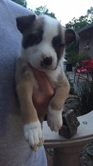 Medium Photo #1 Boxer-Unknown Mix Puppy For Sale in Redding, CA, USA