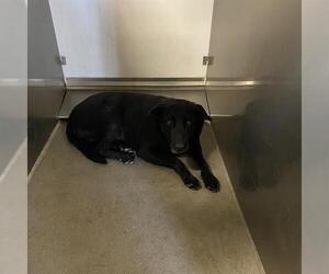 Labrador Retriever Dogs for adoption in Modesto, CA, USA