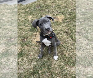 Mutt Dogs for adoption in Shelburne, VT, USA