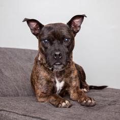 Boxer Dogs for adoption in Mission Hills, CA, USA