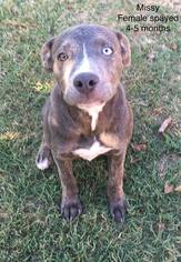 American Pit Bull Terrier-Unknown Mix Dogs for adoption in Bryant, AR, USA