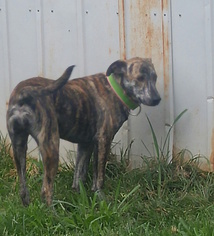 Mountain Cur-Whippet Mix Dogs for adoption in Mishawaka, IN, USA