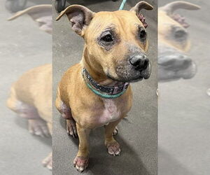 Mutt Dogs for adoption in Forestville, MD, USA