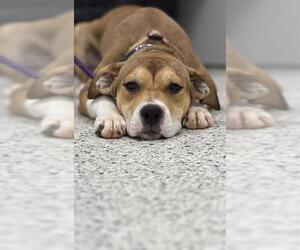 American Staffordshire Terrier-Labrador Retriever Mix Dogs for adoption in Canfield, OH, USA