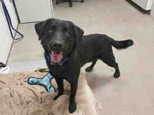 Labrador Retriever Dogs for adoption in Brighton, CO, USA