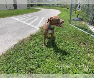 American Pit Bull Terrier Dogs for adoption in Ocala, FL, USA