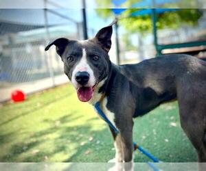 Sheprador Dogs for adoption in Orlando, FL, USA