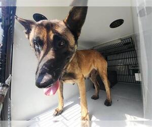 Mutt Dogs for adoption in Houston, TX, USA