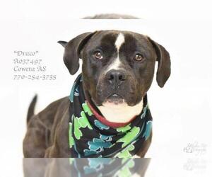 American Pit Bull Terrier-Unknown Mix Dogs for adoption in Newnan, GA, USA