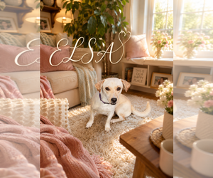 Dachshund Dogs for adoption in Menifee, CA, USA