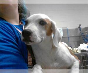 Beagle-Unknown Mix Dogs for adoption in Fayetteville, NC, USA