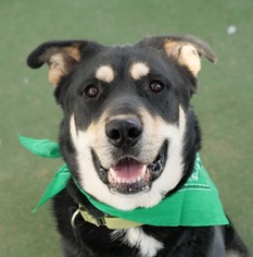 Shepradors Dogs for adoption in Las Vegas, NV, USA
