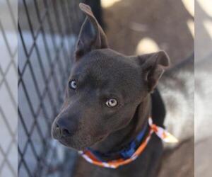 American Staffordshire Terrier Dogs for adoption in San Antonio, TX, USA