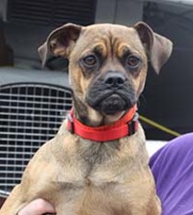 Puggle Dogs for adoption in Chantilly, VA, USA