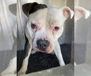 American Staffordshire Terrier-Unknown Mix Dogs for adoption in Lee's Summit, MO, USA