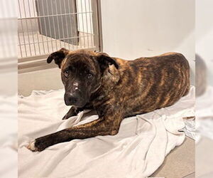 Mutt Dogs for adoption in Modesto, CA, USA