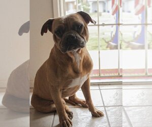 Bull-Pei Dogs for adoption in El Centro, CA, USA