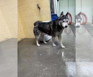 Siberian Husky Dogs for adoption in Stockton, CA, USA