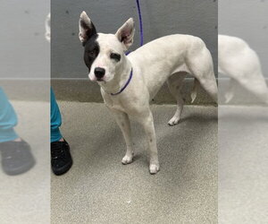 Mutt Dogs for adoption in Las Vegas, NV, USA