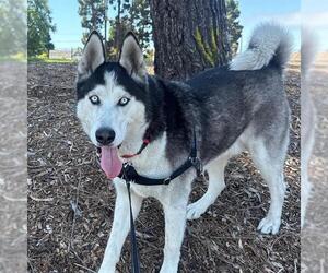 Siberian Husky Dogs for adoption in Alameda, CA, USA